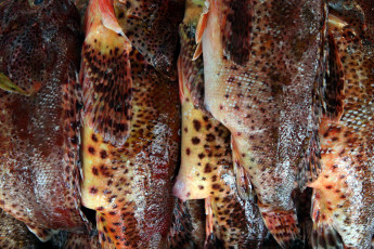 Картинка еда рыба +морепродукты +суши +роллы свежая