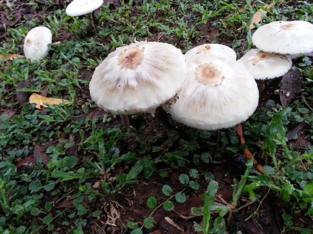 Обои картинки фото природа, грибы, семейка