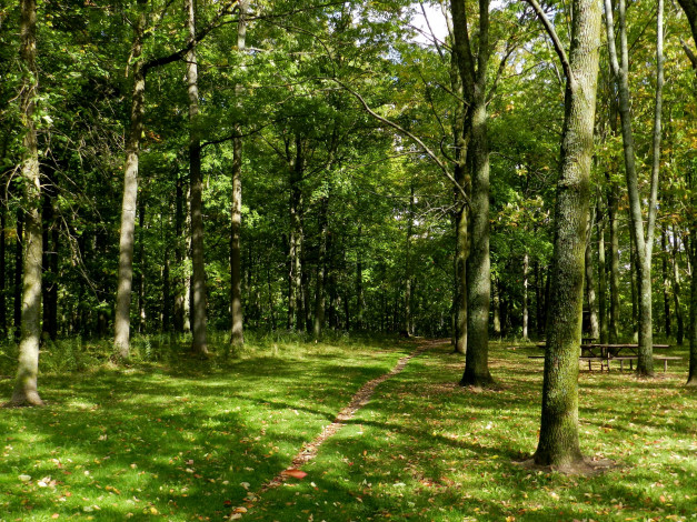 Обои картинки фото природа, лес, деревья, тропинка, лето