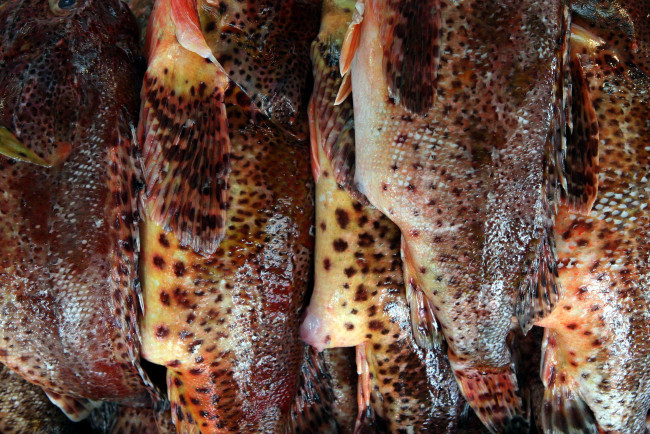 Обои картинки фото еда, рыба,  морепродукты,  суши,  роллы, свежая