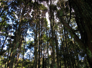 Картинка природа деревья сосны