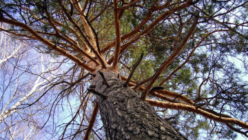 Картинка природа деревья сосна