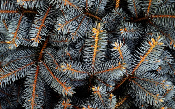 Картинка природа листья иголки