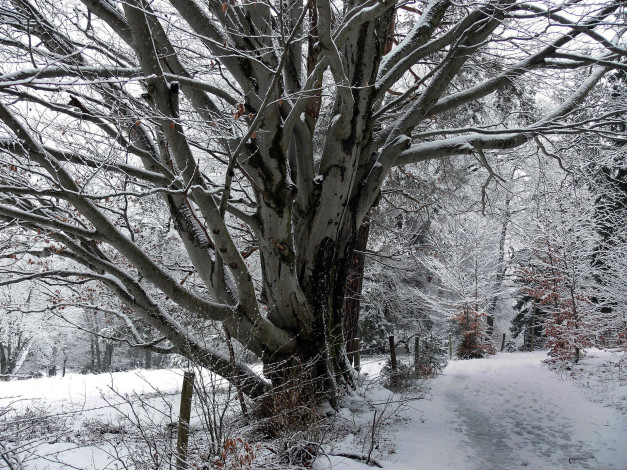 Обои картинки фото природа, зима, снег