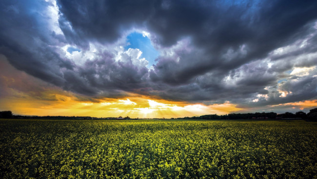 Обои картинки фото природа, поля, тучи, поле, рапс