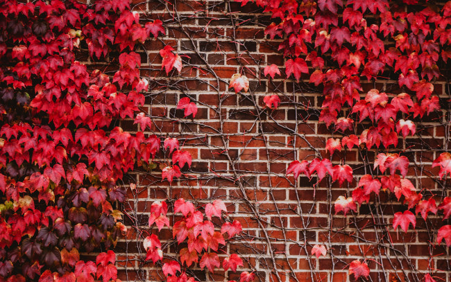 Обои картинки фото природа, листья, осень