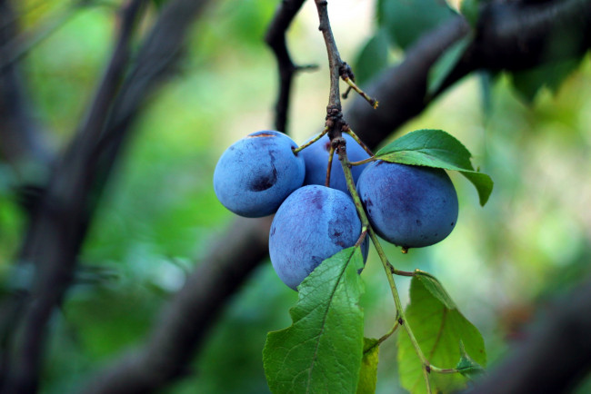 Обои картинки фото природа, плоды, сливы