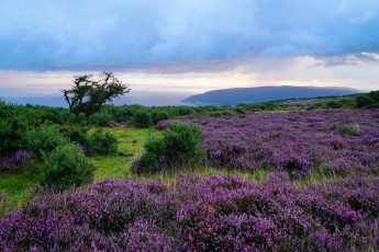 Картинка природа луга простор