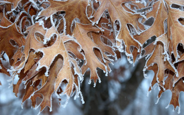 Картинка природа листья дуб иней