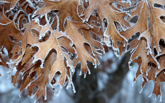 Обои картинки фото природа, листья, дуб, иней