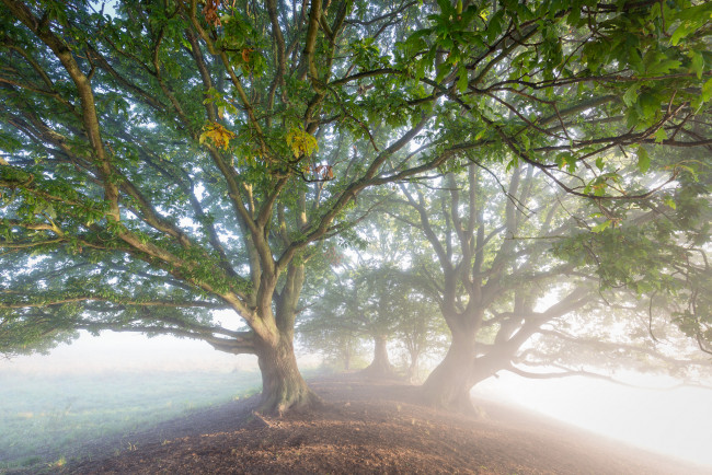 Обои картинки фото природа, деревья, простор