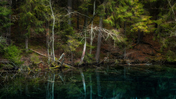 Картинка природа лес изумрудный