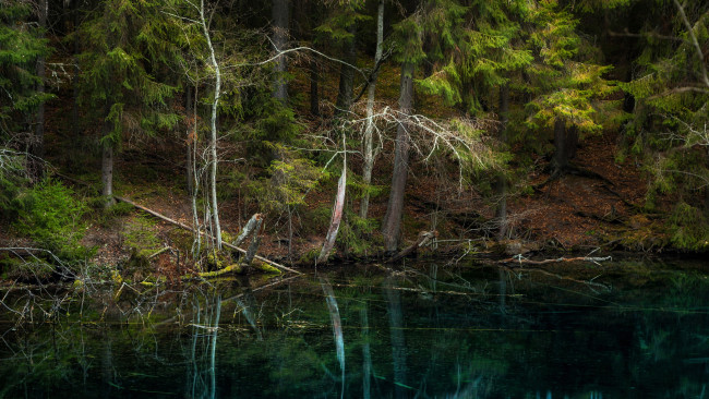 Обои картинки фото природа, лес, изумрудный