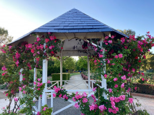 Картинка природа парк беседка розы