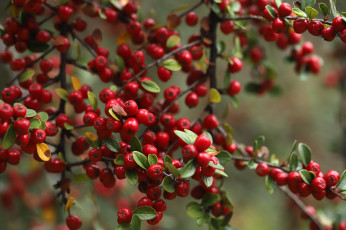 Картинка природа ягоды ирга