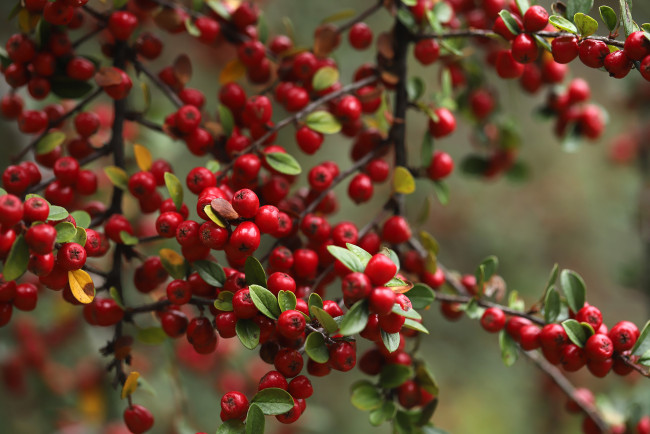 Обои картинки фото природа, ягоды, ирга