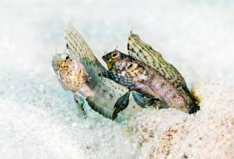 обоя животные, рыбы