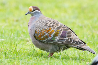 обоя животные, голуби, птица