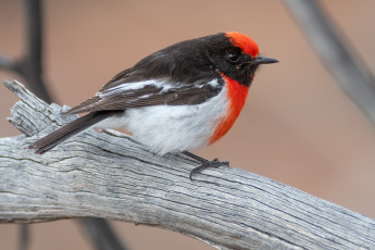 Картинка животные птицы птица