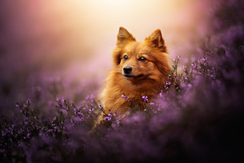 Картинка животные собаки собака