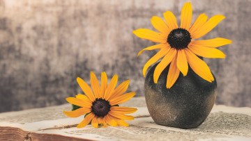 обоя цветы, рудбекия, желтая, дуэт