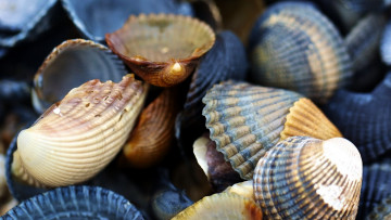 Картинка разное ракушки +кораллы +декоративные+и+spa-камни