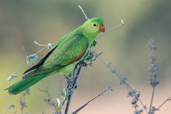 Обои картинки фото животные, попугаи, попугай
