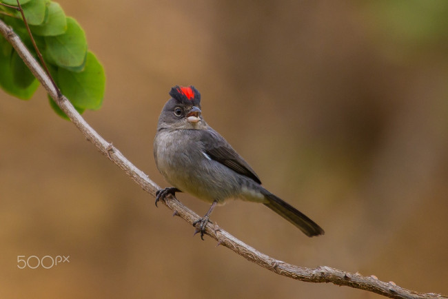 Обои картинки фото животные, птицы, вeтка, 500px, зяблик