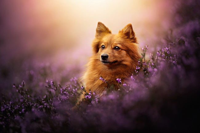 Обои картинки фото животные, собаки, собака