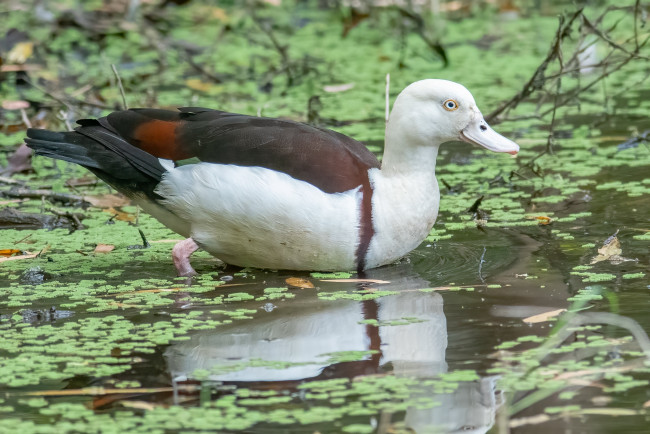 Обои картинки фото животные, утки
