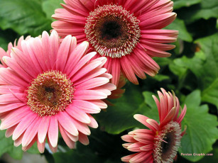 Картинка цветы герберы