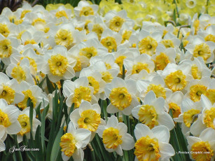 Картинка цветы нарциссы