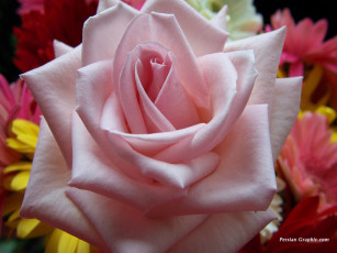 Картинка цветы розы