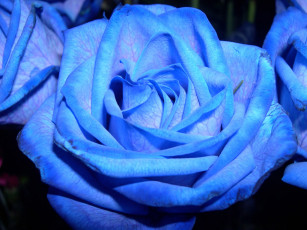 Картинка цветы розы