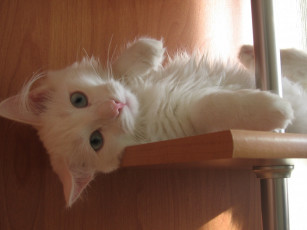 Картинка наглый тип животные коты