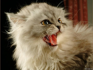 Картинка животные коты