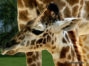 Картинка животные жирафы