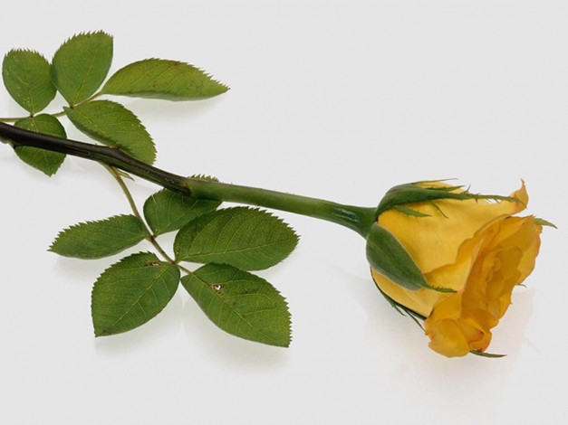 Обои картинки фото цветы, розы