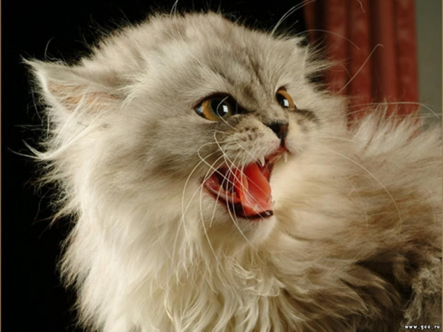 Обои картинки фото животные, коты