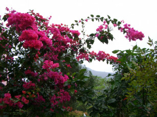 Картинка цветы бугенвиллея