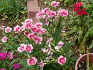 Картинка цветы гвоздики