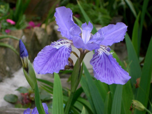 Картинка цветы ирисы