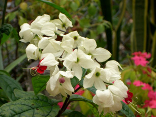 Картинка цветы клеродендрумы