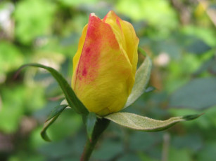 Картинка цветы розы