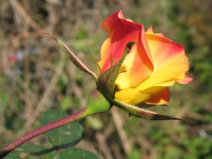 Картинка цветы розы