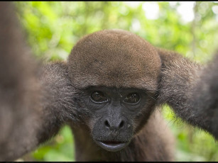 Картинка tamirlan мужик кадре животные обезьяны