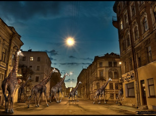 Картинка tamirlan ночной караван под знойным ночным солнцем разное