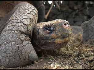 Картинка tamirlan прощальный взгляд животные Черепахи