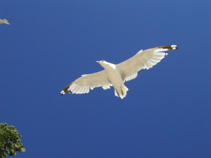 обоя животные, Чайки, бакланы, крачки