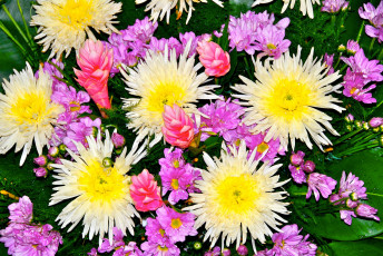 Картинка цветы разные вместе